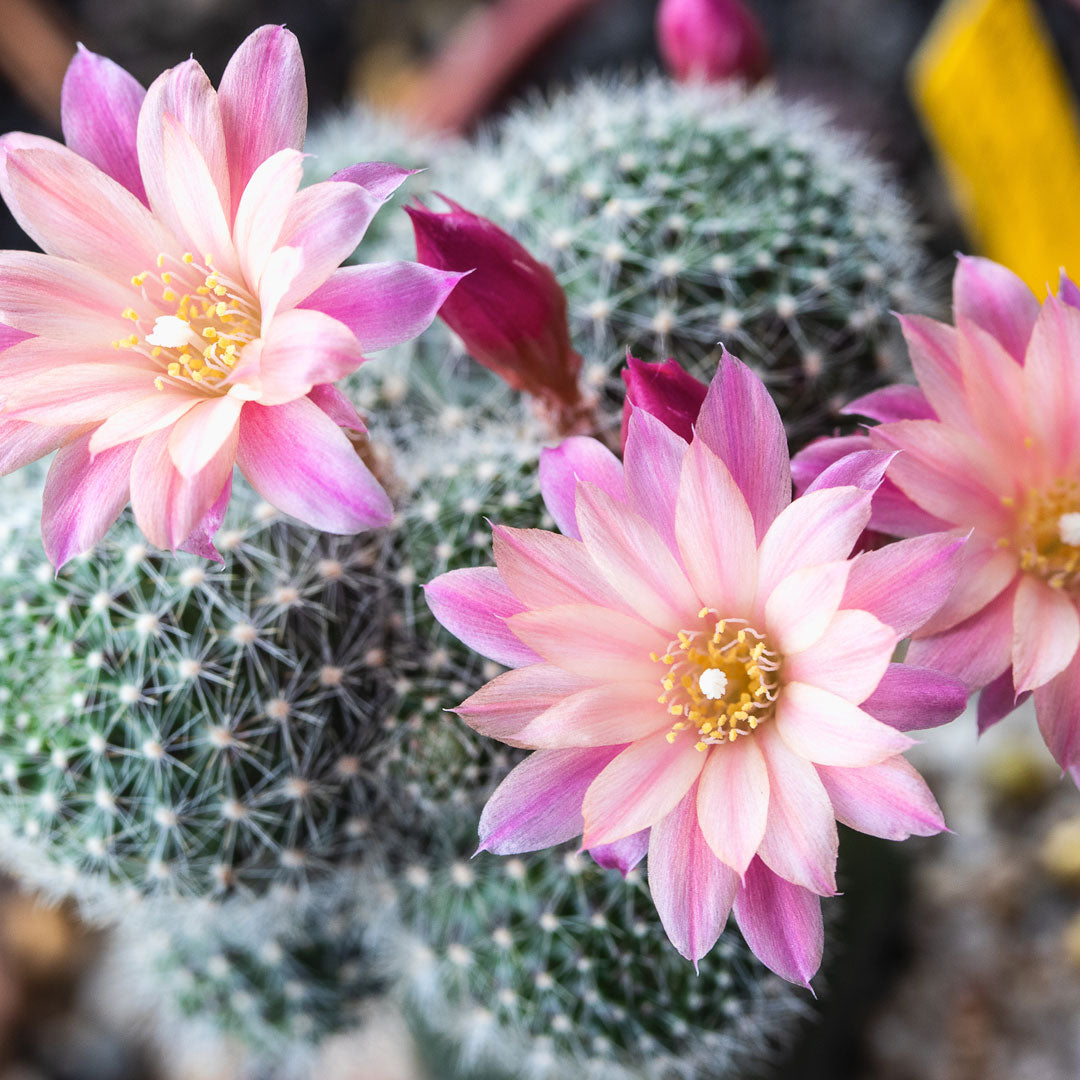 Jeff & Bear x TCC - Catus flower candle