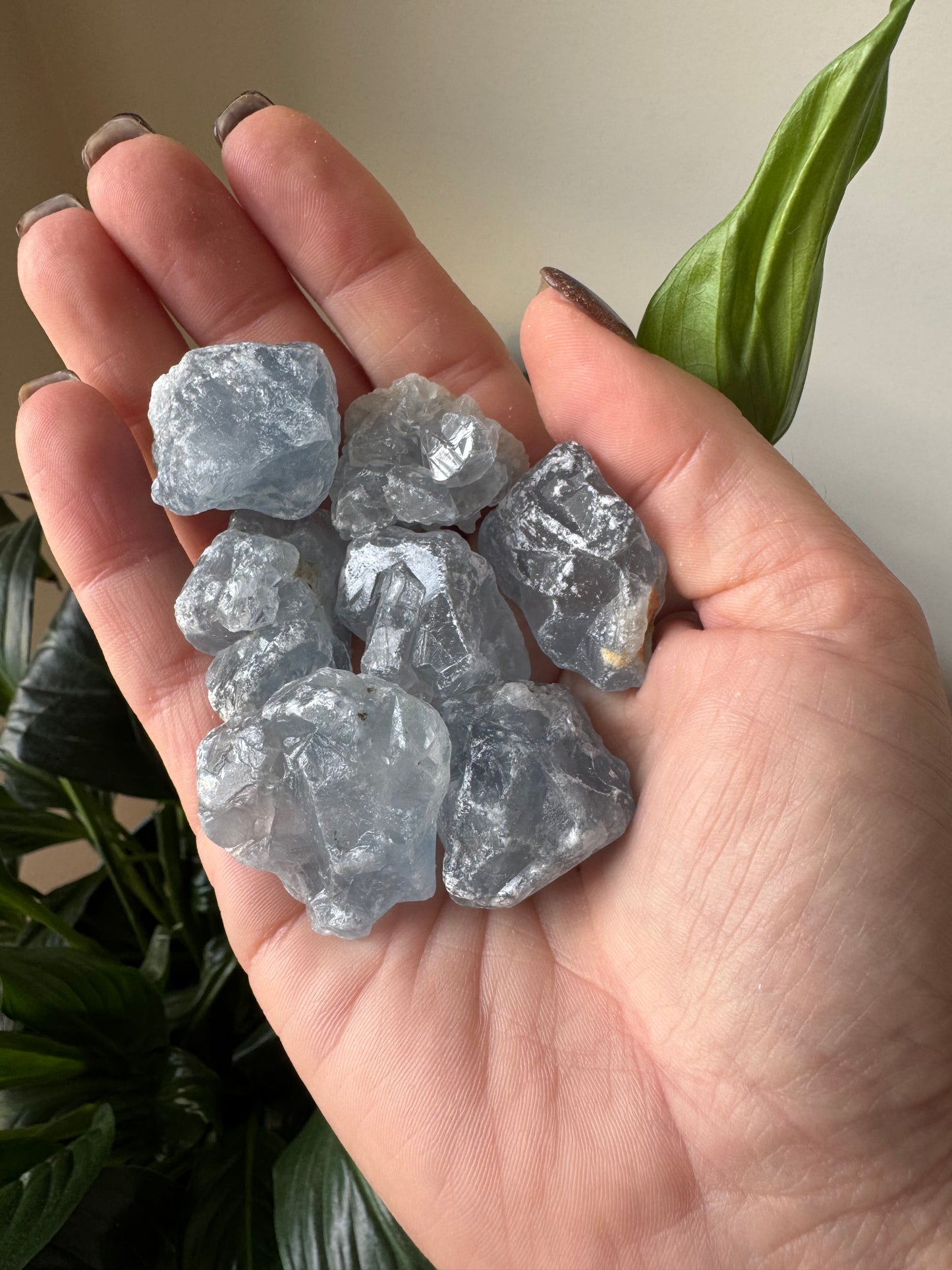 Celestite Roughs