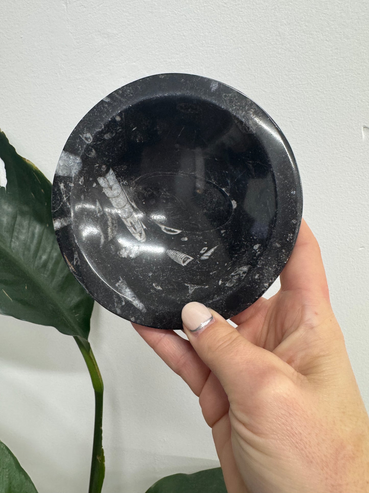 Orthoceras Bowl