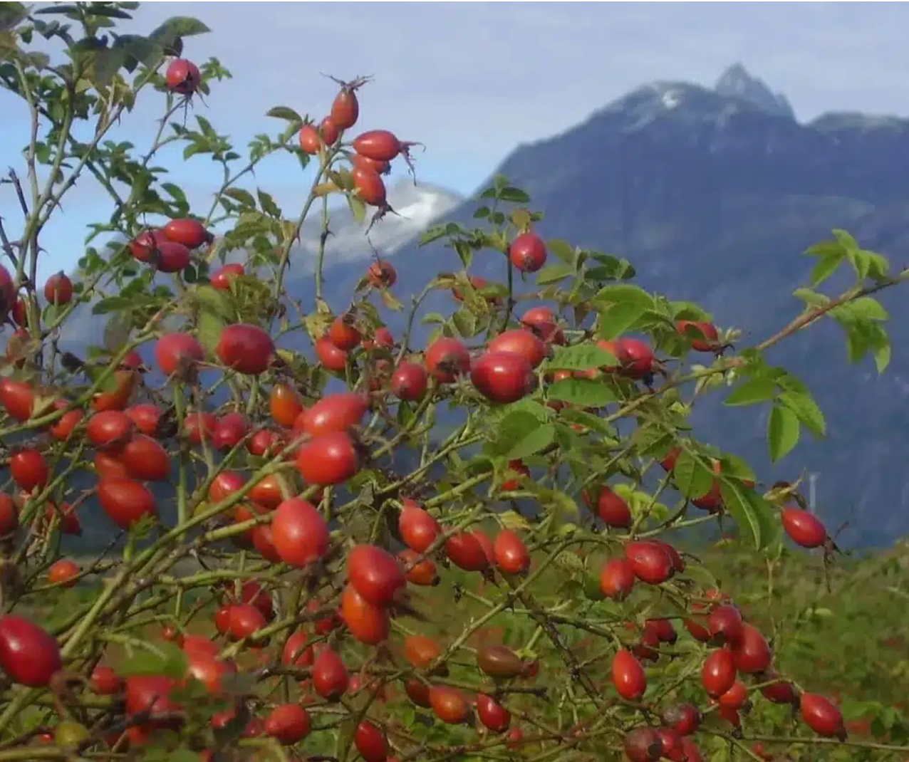 WOO Rosehip Oil – Hydrating, Anti-Aging, & Scar Reducing