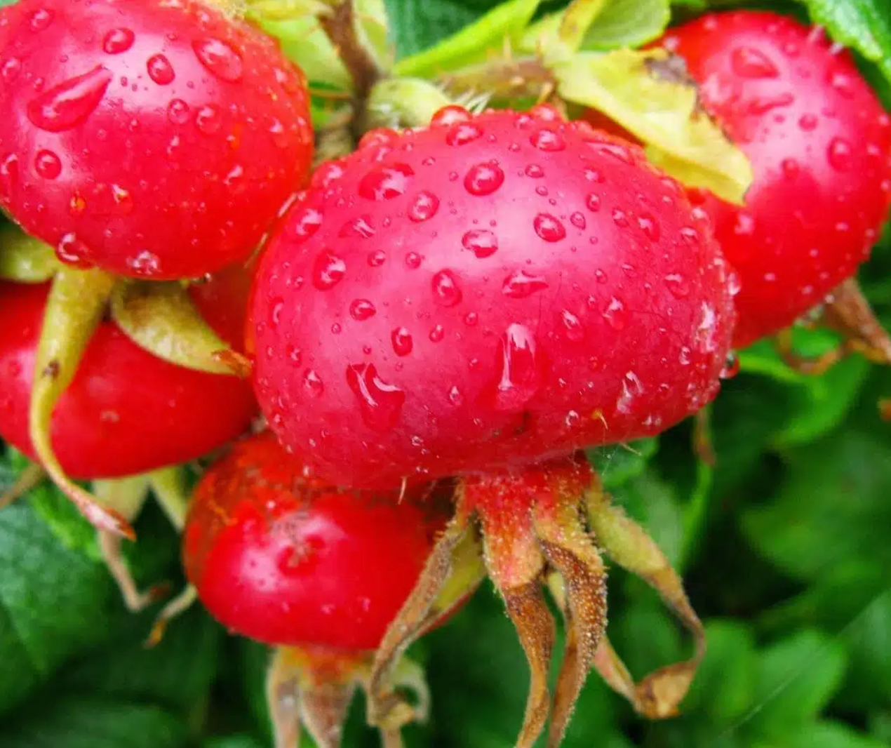 WOO Rosehip Oil – Hydrating, Anti-Aging, & Scar Reducing